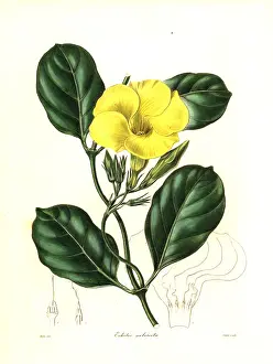 Luteum: Hammock viper's-tail or wild allamanda, Pentalinon luteum