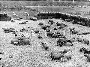 Ewes: HAMPSHIRE DOWN SHEEP