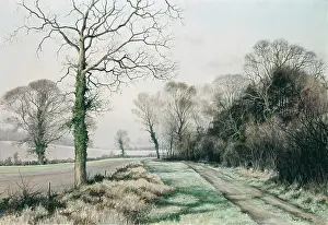Mervyn: Hampshire Trees in Winter