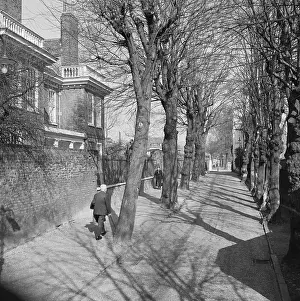 Pollarded: Hampstead Grove, Hampstead