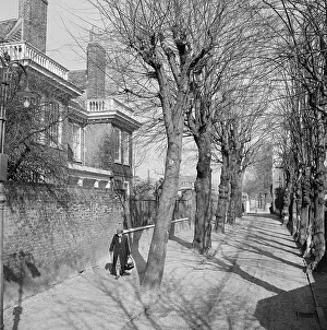 Pollarded: Hampstead Grove, London