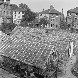 Glasshouse: Hampstead Village Nurseries