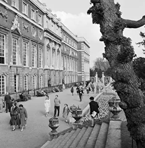 Pollarded: Hampton Court Palace, London