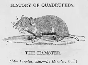 Deserves: HAMSTER (BEWICK)