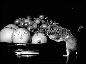 Hamster: HAMSTER/FRUIT BOWL 1970S