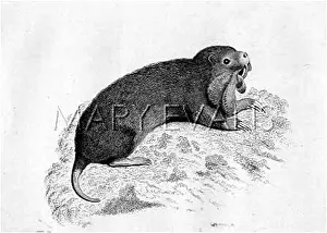 Hamster: HAMSTER (GRIFFITH)