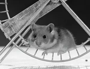 Hamster Running On Exercise Wheel