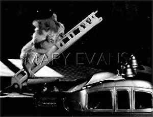 Hamster: HAMSTER/TOY 1970S