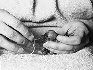 Premature: HAND-FEEDING A PUPPY
