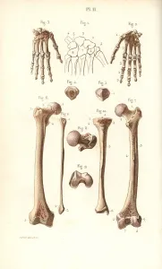 Corbie: Hand, hip and leg bones: femur and tibia