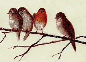 Redbreast: Hand painted illustration of robins by an unknown artist