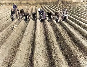 Ache: HAND-PLANTING POTATOES