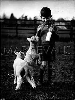 Spoilt: HAND-REARED LAMBS