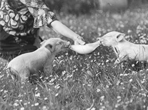 Feeder: HAND-REARING PIGLETS