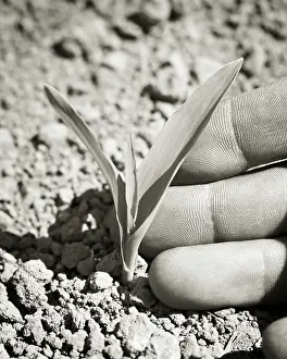 Mays: Hand Touching the Leaves of a Young Corn Plant