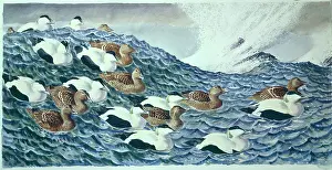 Tunnicliffe: Handa Sound ' Eider Ducks