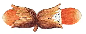 Husk: Handmade Christmas card in the shape of nuts