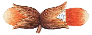 Husk: Handmade New Year card in the shape of nuts
