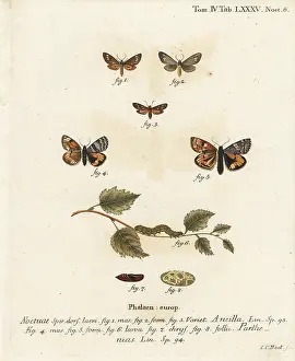 Thyatira: Handmaid moth and orange underwing moth