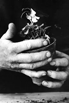 Tenderly: The Hands of a Gardener