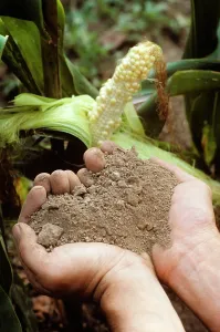Ger002: Hands Holding Dry Soil Drought-Affected Corn