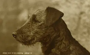 Airedale: Handsome head of an Airedale Terrier