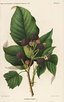 Rubus: Hannibal raspberry, Rubus idaeus