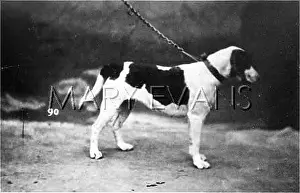 Alston: HANNOVER/BEAGLE