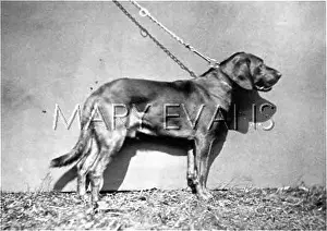 Borchers: HANNOVER/BLOODHOUND