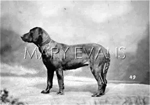 Hela: HANNOVER/BLOODHOUND