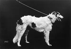 Borzoi: HANNOVER/BORZOI