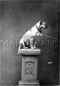 Braunfels: HANNOVER/BULLDOG