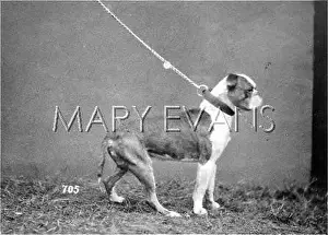 Smasher: HANNOVER/BULLDOG