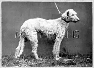 Deerhound: HANNOVER/DEERHOUND