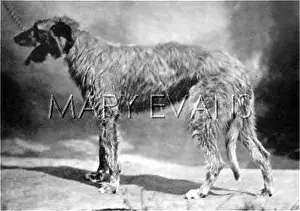 Deerhound: HANNOVER/DEERHOUND
