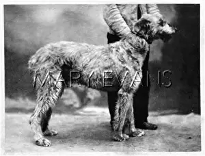 Deerhound: HANNOVER/DEERHOUND