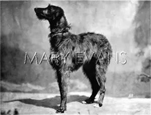 Deerhound: HANNOVER/DEERHOUND