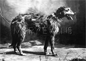 Hadden: HANNOVER/DEERHOUND