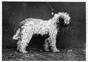 Elda: HANNOVER/DOG SHOW/