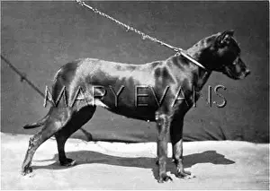 Guhl: HANNOVER/DOG SHOW/DANE