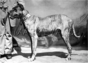 Braunfels: HANNOVER/DOGSHOW/GT.DANE
