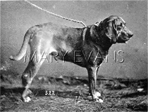 Humphries: HANNOVER/DOGSHOW/HOUND