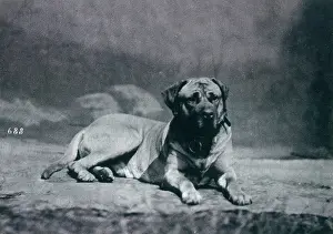 Alston: HANNOVER/DOGSHOW/MASTIFF