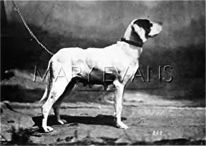 Dogshow: HANNOVER/DOGSHOW/POINTER