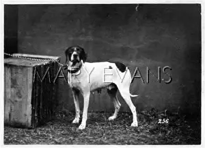 Braunfels: HANNOVER/DOGSHOW/POINTER
