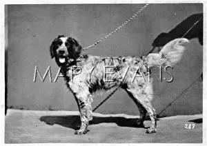 Dogshow: HANNOVER/DOGSHOW/SETTER