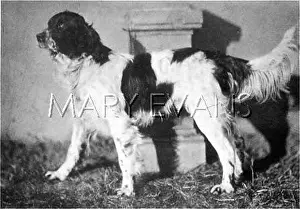 Dogshow: HANNOVER/DOGSHOW/SETTER