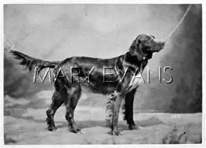Dogshow: HANNOVER/DOGSHOW/SETTER