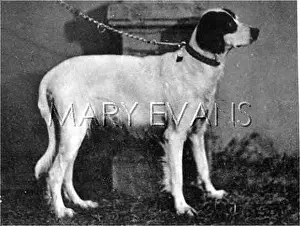 Dogshow: HANNOVER/DOGSHOW/SETTER