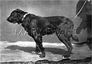 Wilh: HANNOVER/DOGSHOW/SETTER